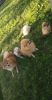 Pomeranian puppies 4sale