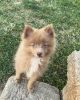 Selling Pure Bred AKC Chocolate Pom