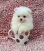 Purebred teacup ice white pomeranian puppy female