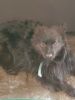 Pomeranian dog for sale!!!350 or best offter