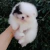 Adorable and Friendly pomeranian puppies ready for xmas