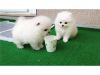 Beautiful Registered Pomeranian Puppies available