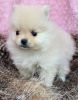 Adorable Pomeranian puppies for loving homes.