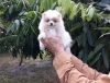 Tiny pomeranian puppy female, Teddy Bear Face