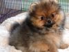Marvelous AKC Pomeranian puppies for sale
