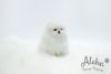 Toy Teacup Pomeranian Puppies For Sale - Merry