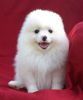 Elite tiny white pomeranian puppy female