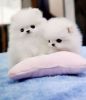 Micro Teacup Pomeranian Puppies For Sale.