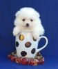 Teacup Ice White Pomeranian Puppy Male