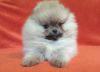 Pomeranian puppies for show and breeding