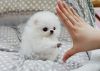 Sweet and Great Puppies of Pomeranian for sale
