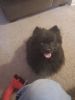 Pomeranian Male Dog For Rehoming