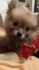 Full blooded Pomeranian Pup