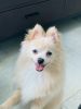 Adorable, playful, toy size Pomeranian male puppy for sale.