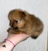 beautiful pormenian puppy for sale