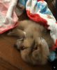 8 week old male Pomeranian in need of new home!
