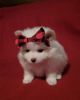 Outstanding Pomeranian pups for sale