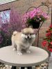 Beautiful tiny t-cup pomeranian puppies for sale.text or call