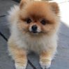 Pomeranian for sale! Amazing coat and the perfect little teddy bear f