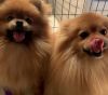 Two Pomeranians for sell