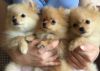 Parti Pomeranian Puppies