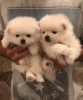 Adorable Pomeranian puppies Available For sale