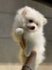 Pomeranian Teacup Puppy