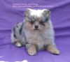 Exclusive Blue Silver Merle Pomeranian Puppy Male, AKC registration