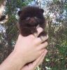 Teacup Rare Dark Chocolate Pomeranian Puppy Male