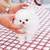 sweet Pomeranians available for new homes