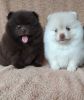 Available Pomeranian puppies ready to go home.