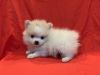 Teacup/Toy Pomeranian Puppies