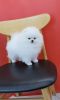 BIS winner sire white Pomeranian for sale