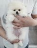 BIS champion sire white Pomeranian for sale