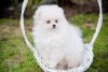Pomeranian female puppy for sale