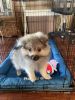 Pomeranian Puppy Needs Home