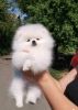 Luxury Russian Pomeranian Puppies - Boy & Girl