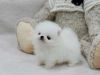 Beautiful Pomeranian puppies ready for new homes