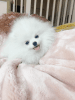High quality white Pomeranian