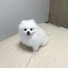 Available Teacup male and female Pomeranian Puppies for sale