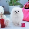 Cute male and female Teacup Pomeranian Puppies for Sale
