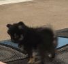 Two beautiful loving poms male & female located New Mexico