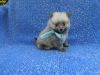 Adorable Toy Pomeranian Puppies