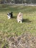 Beautiful pomsky puppies