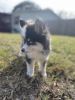 Pomsky puppies for sale