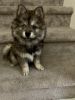 Pomsky looking for a home