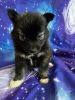 Pomsky Puppy for Sale in Woodbridge, VA - Ursa