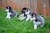 Charming Pomsky puppies