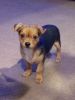 PomChi puppy 12 weeks old, potty trained, playful, full of energy, lov