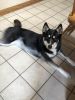 Fully trained, very sweet and playful Pomsky